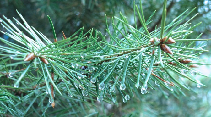 Evergreen with dewdrops